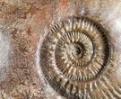 Large Hammatoceras Ammonite Display Piece #4337-4